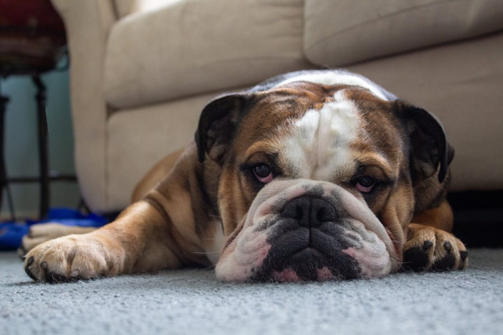 How to Remove Pet Stains from Your Carpet – Pinpoint Homes
